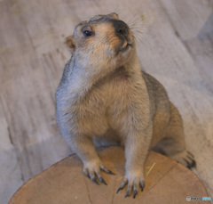 マーモットさん⑪