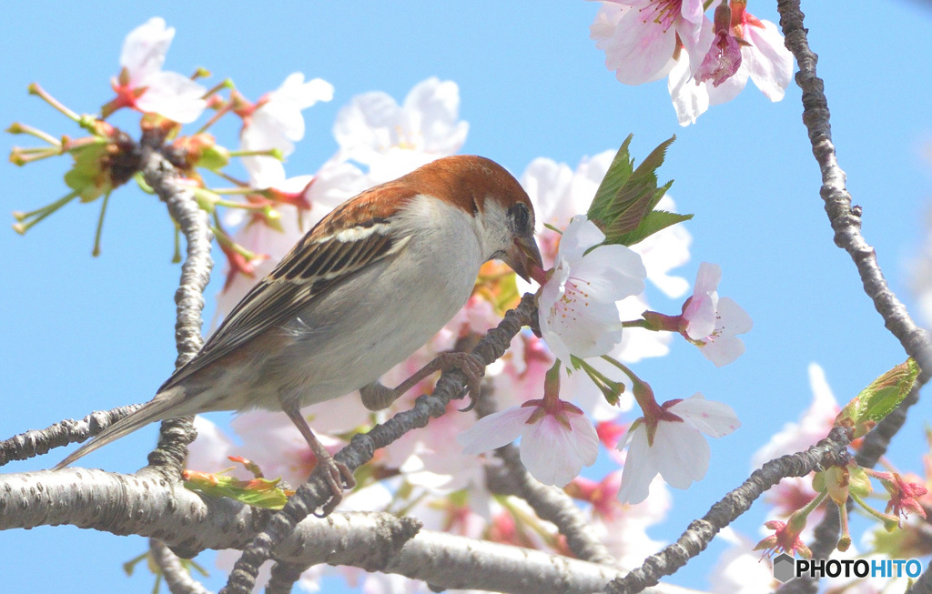桜にニュウナイスズメ⑨