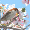 桜にニュウナイスズメ⑨
