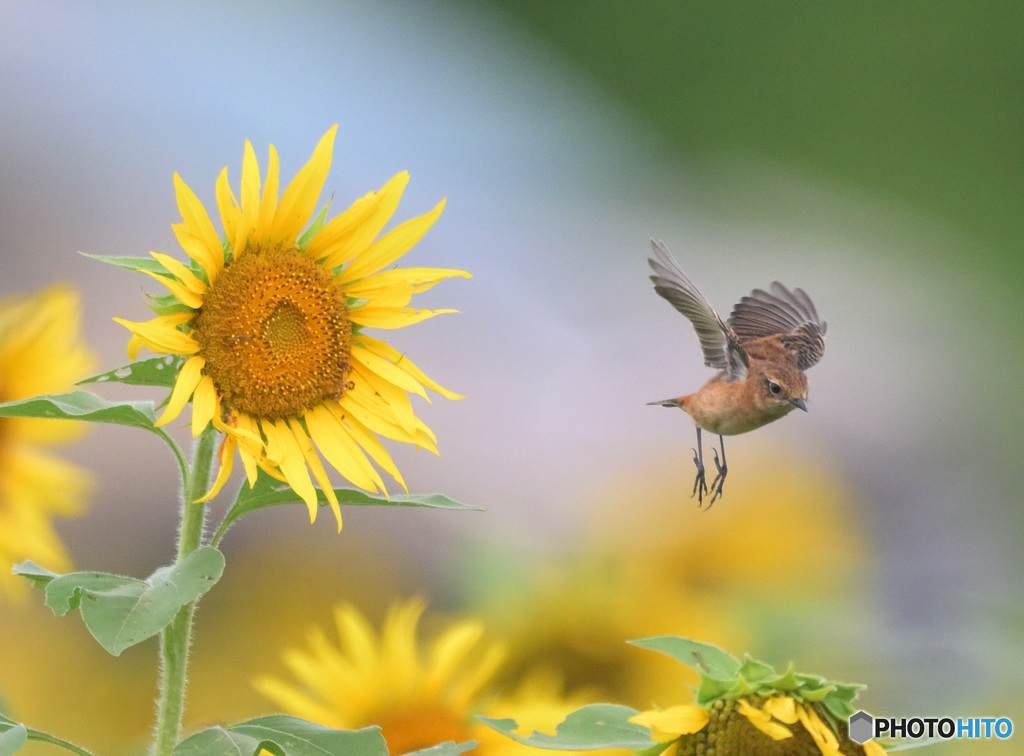 向日葵にノビタキ⑨
