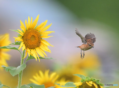 向日葵にノビタキ⑨