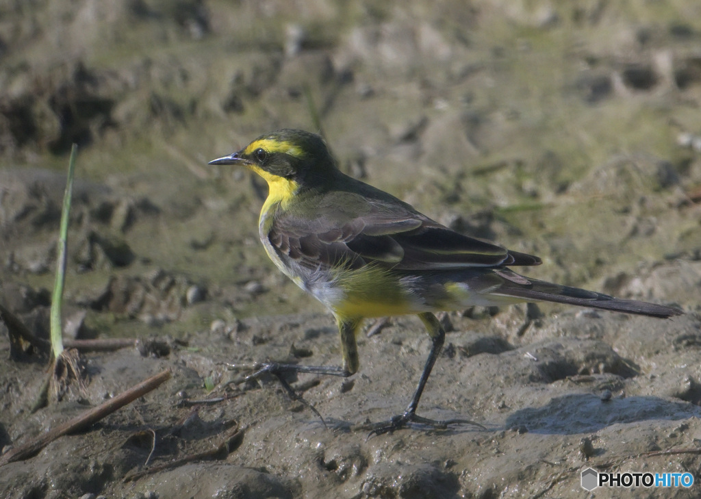 初めてのツメナガキセキレイ