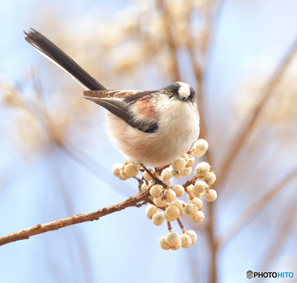 カメラ目線のエナガさん