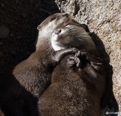 仲睦まじく