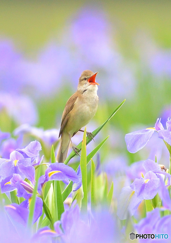 花菖蒲にオオヨシキリ㉘