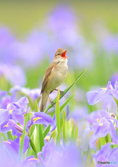花菖蒲にオオヨシキリ㉘