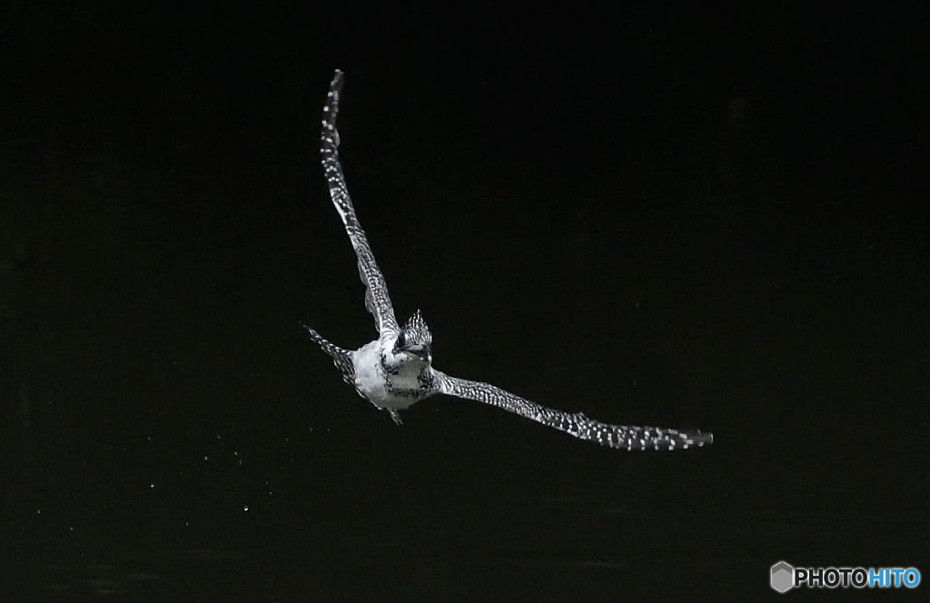 迫り来るヤマセミさん