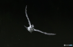 迫り来るヤマセミさん