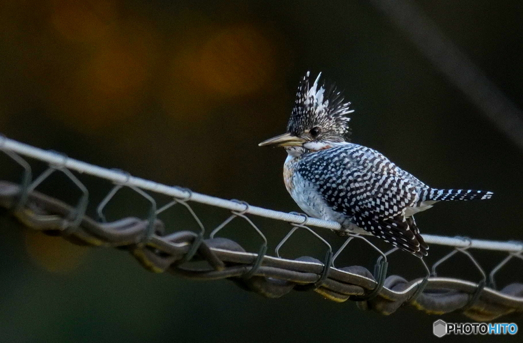 カメラ目線のヤマちゃん