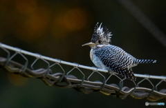 カメラ目線のヤマちゃん