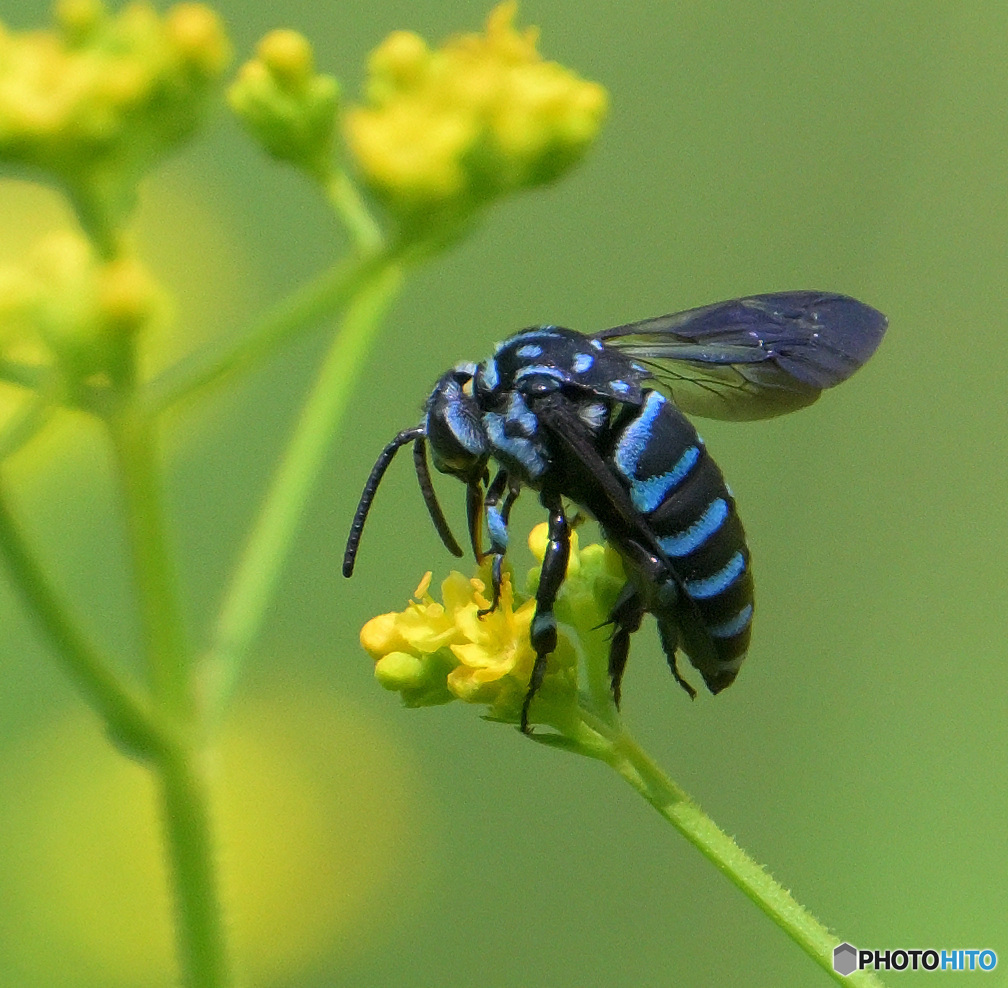 ブルービー2023②