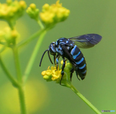 ブルービー2023②