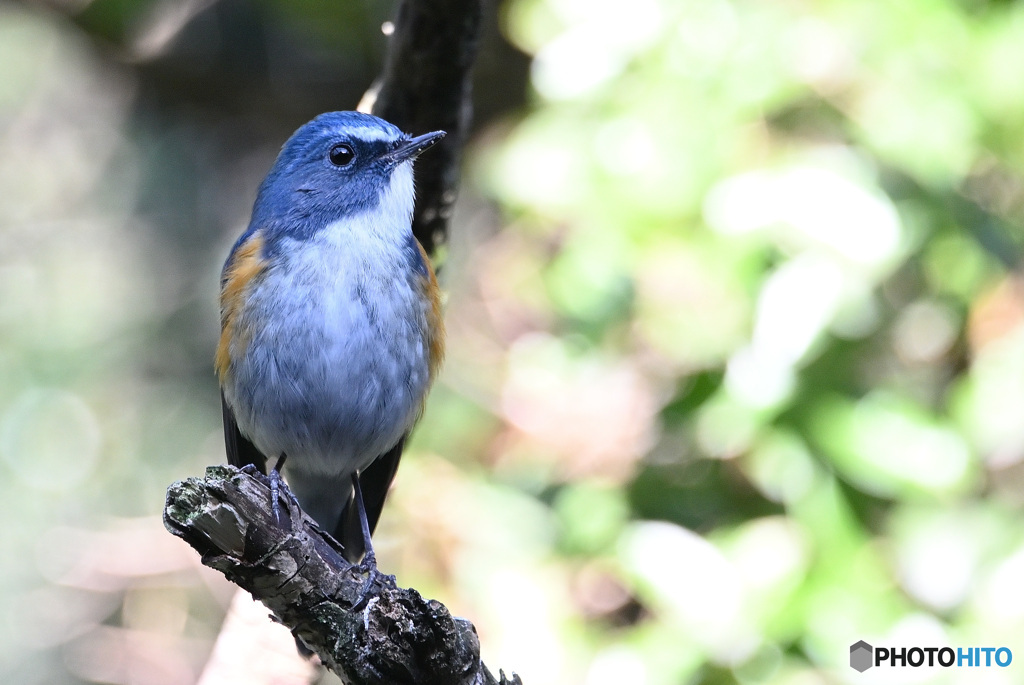 ルリビタキ♂2020