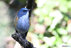 ルリビタキ♂2020