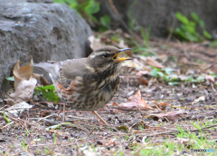 初めてのワキアカツグミ②