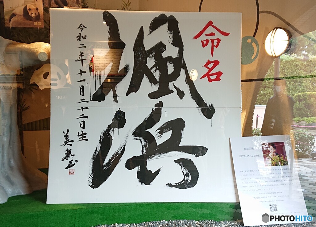 赤ちゃんパンダの名前決定！