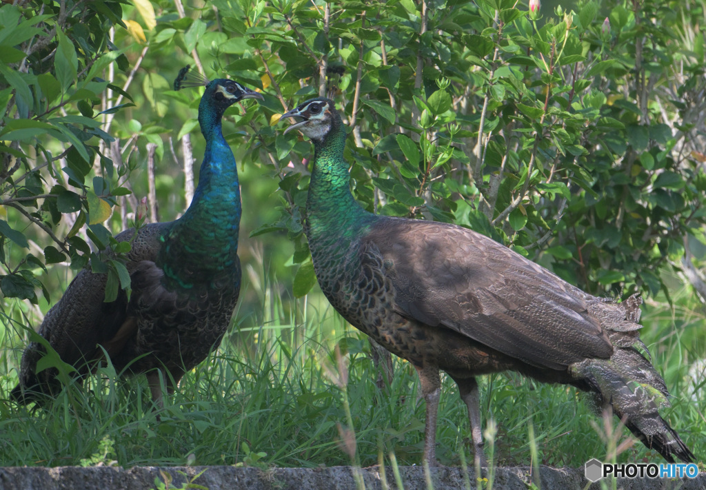 初めてのインドクジャク