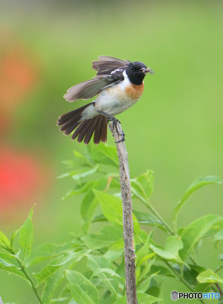 6月のノビタキ君⑥