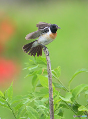 6月のノビタキ君⑥
