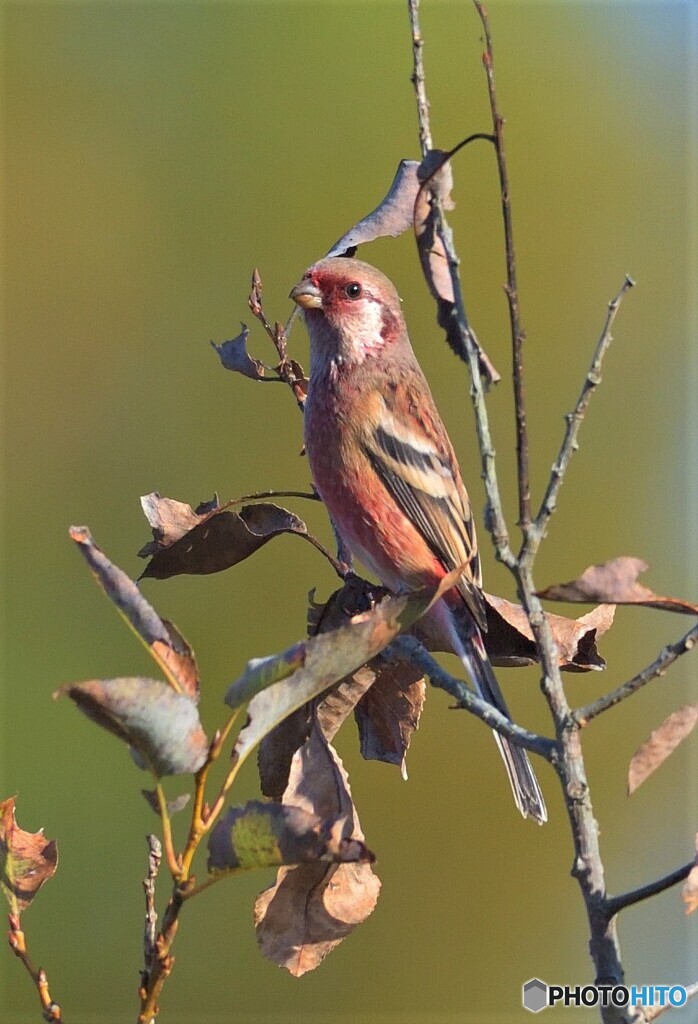 お澄まし顔のベニマシコ君