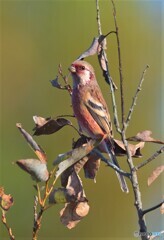 お澄まし顔のベニマシコ君