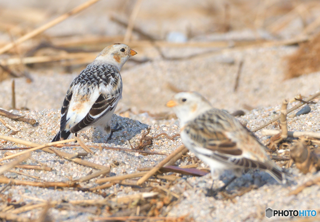 ユキホオジロのカップル②