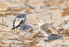ユキホオジロのカップル②
