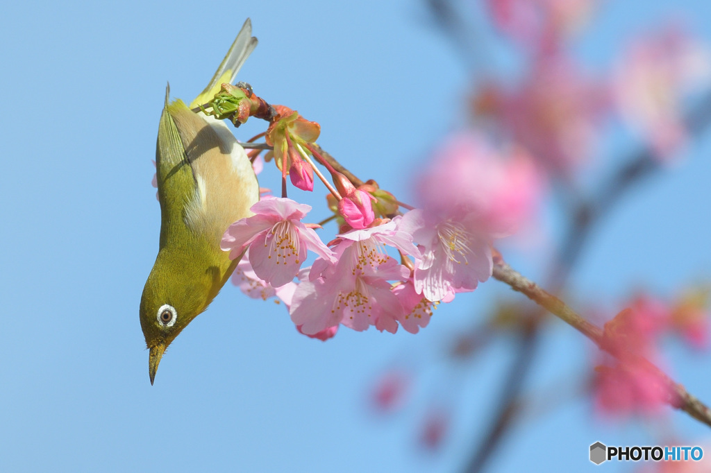 河津桜にメジロ⑭