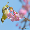 河津桜にメジロ⑭