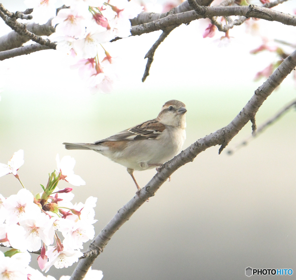 桜にニュウナイスズメ⑧