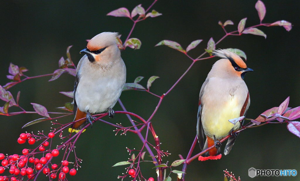 ピラサンカにキレンジャク&ヒレンジャク