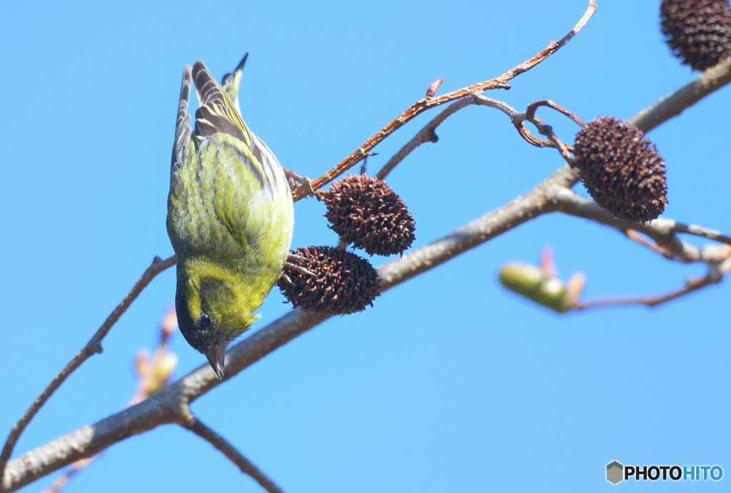 初めてのマヒワさん②
