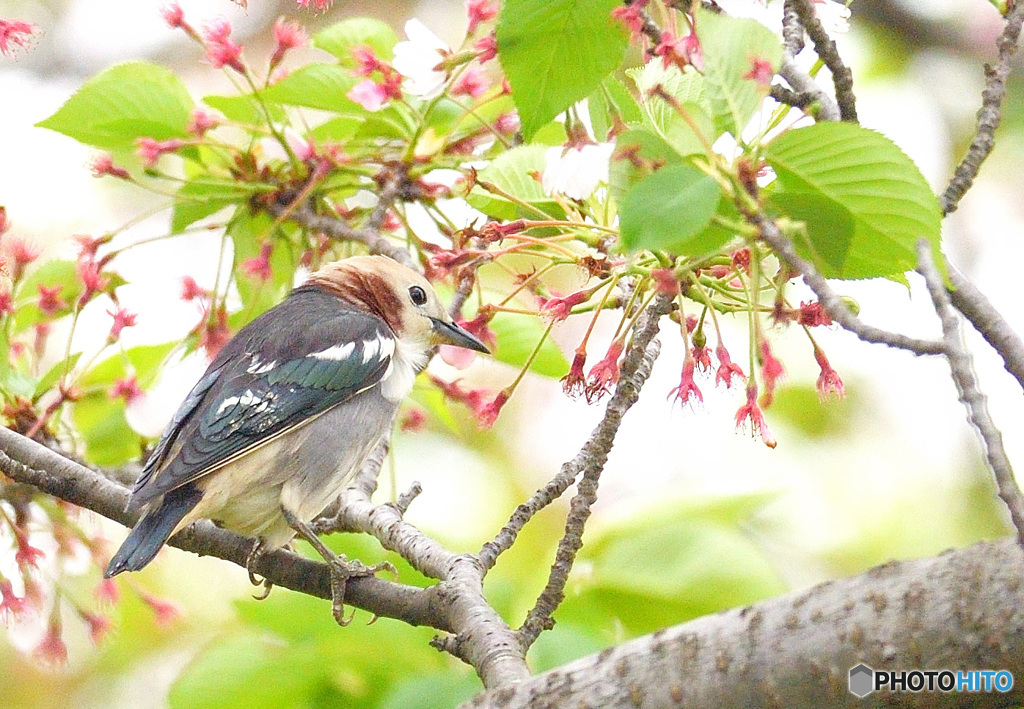 桜にコムクドリくん