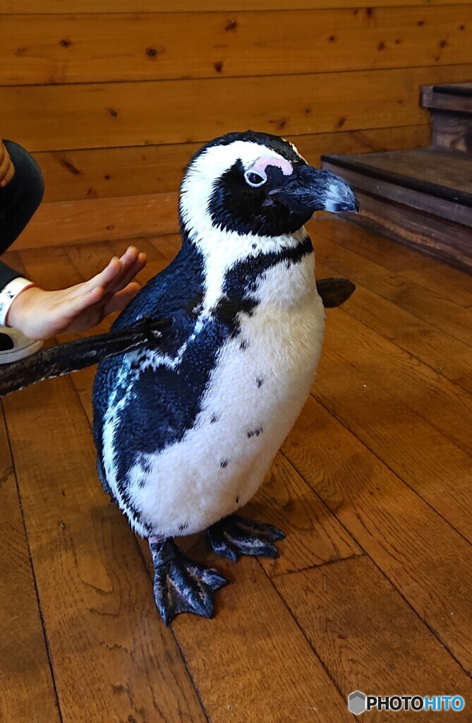 ペンギンさん、後ろ、後ろ！