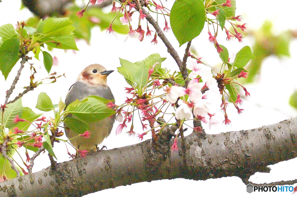 コムク君のお花見