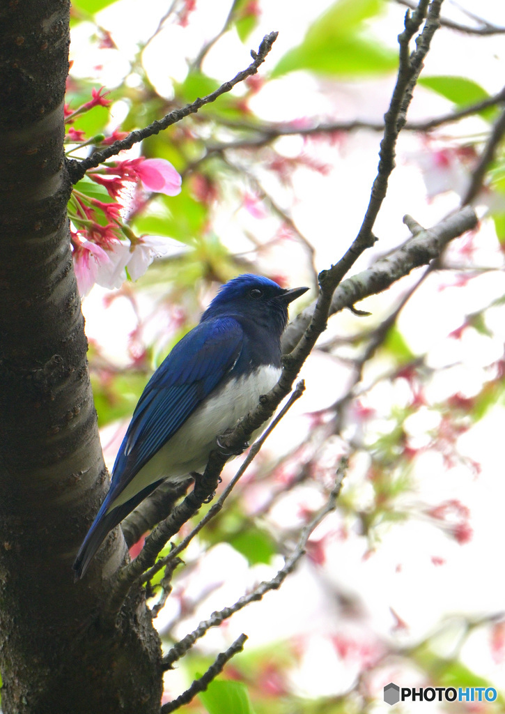 桜にオオルリ②