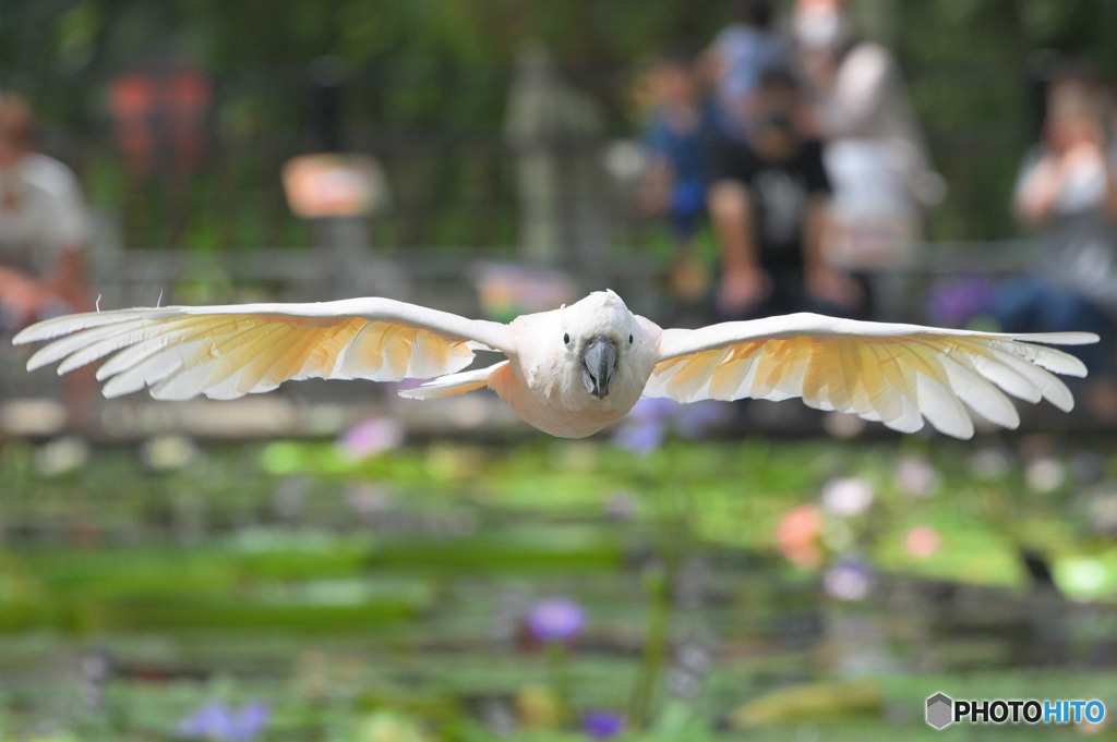 突撃！オオバタン