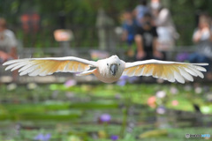 突撃！オオバタン