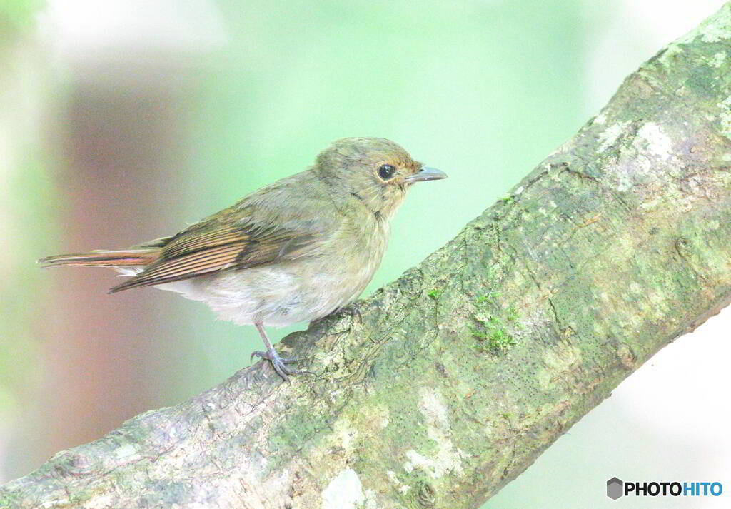 キビタキの幼鳥