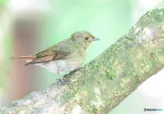 キビタキの幼鳥