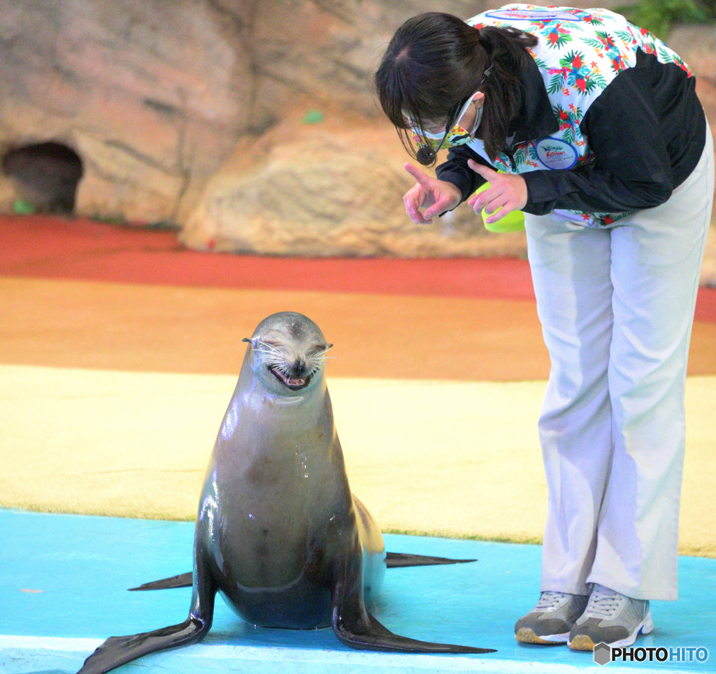 アシカの笑顔