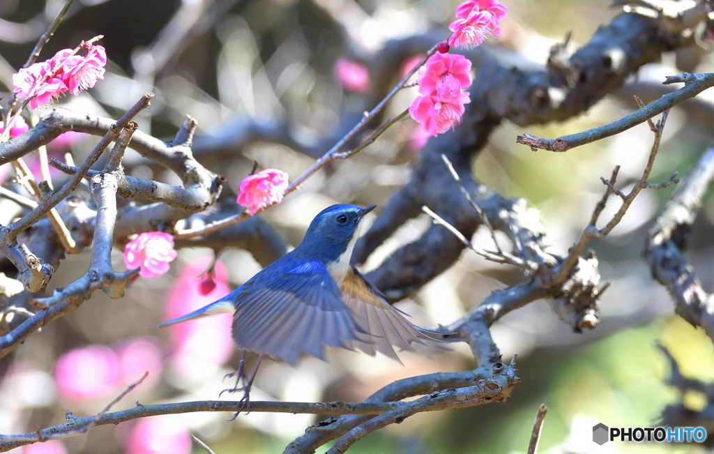 梅にルリビタキⅢ