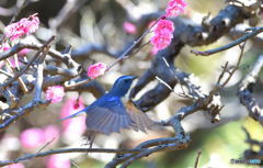 梅にルリビタキⅢ