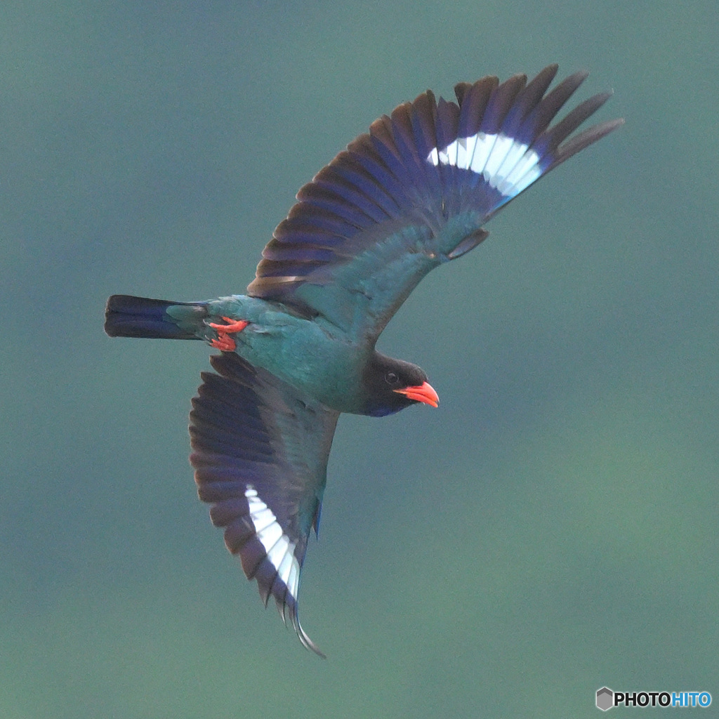 7月のブッポウソウ