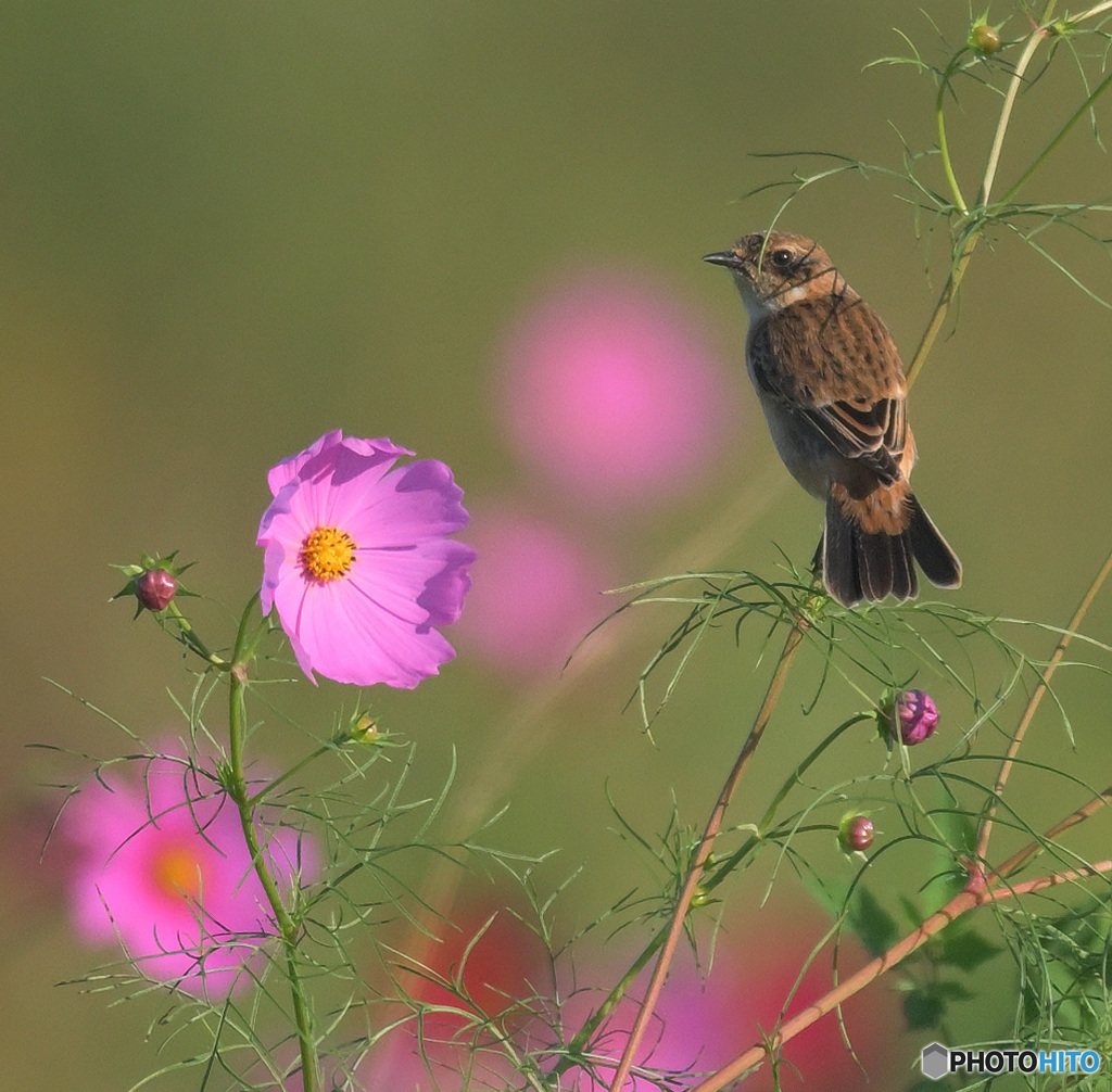 秋桜にノビタキ⑨