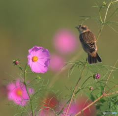 秋桜にノビタキ⑨