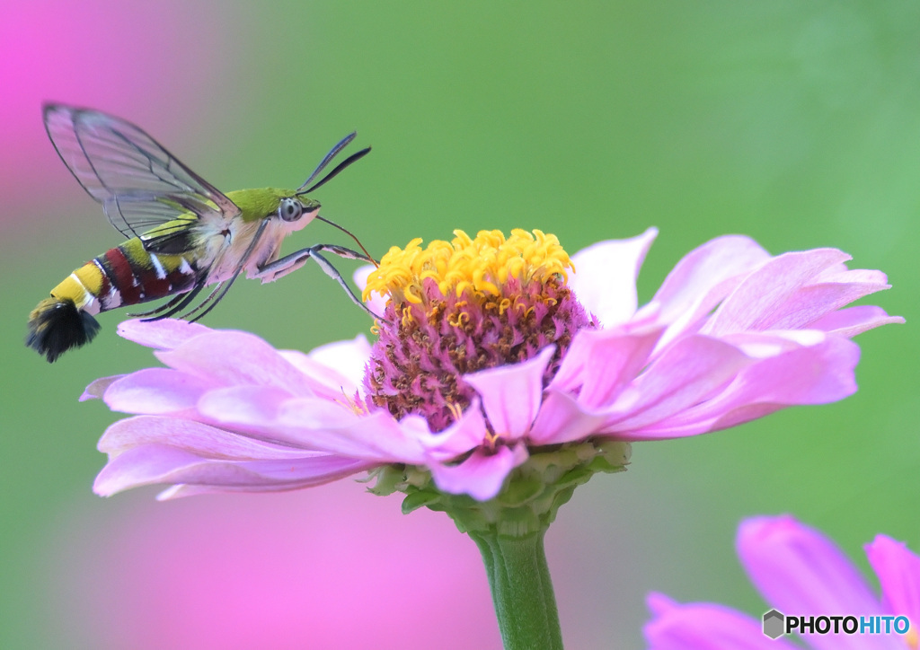 オオスカシバ④