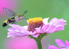 オオスカシバ④