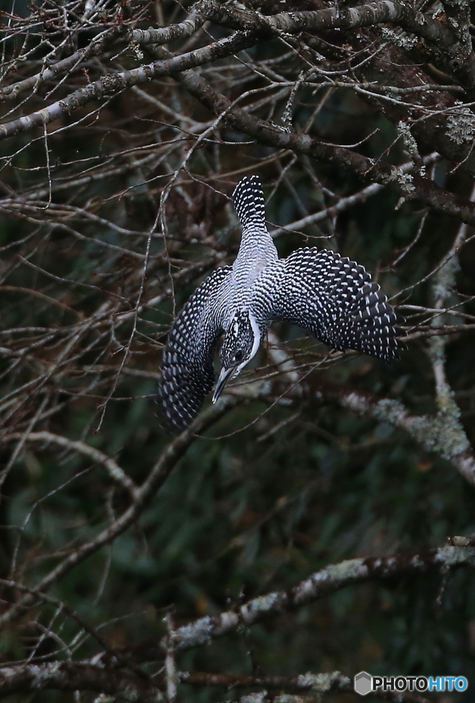 ヤマセミ、行きま～す！(20151206）