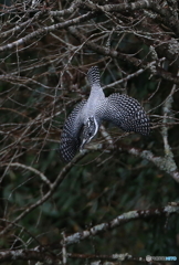 ヤマセミ、行きま～す！(20151206）